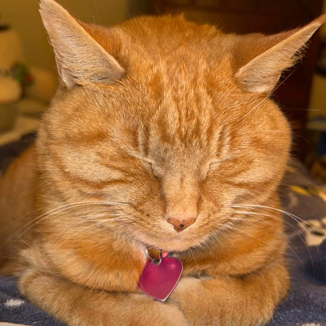 Bella joined the competition — help win amazing prizes! abyssinian, animal, architecture, bodypart, building, cat, computerhardware, couch, electronics, furniture, hardware, indoors, interiordesign, kitten, monitor, mouth, person, pet, screen, tv