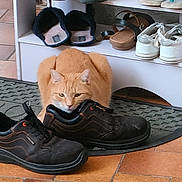 Kids Cool a rejoint le concours — aidez-le/la à gagner de superbes lots ! black, cabinetry, carnivore, cat, coffee_cup, comfort, cup, dishware, drinkware, fawn, felidae, floor, flooring, hardwood, serveware, shoe, sneakers, tableware, teacup, wood