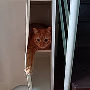 Simba participe au concours pour gagner de l'argent avec cette photo : cat, ginger_cat, shelf, indoor, paw, curtain, staircase, furniture, orange_cat, pet, animal, relaxing, home, resting, cute, stretching, cozy, domestic_cat, whiskers, feline