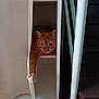 cat, ginger_cat, shelf, indoor, paw, curtain, staircase, furniture, orange_cat, pet, animal, relaxing, home, resting, cute, stretching, cozy, domestic_cat, whiskers, feline
