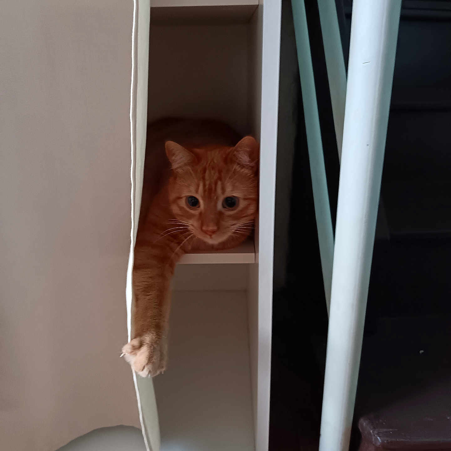 Simba participe au concours pour gagner de l'argent avec cette photo : animal, cat, cozy, curtain, cute, domestic_cat, feline, furniture, ginger_cat, home, indoor, orange_cat, paw, pet, relaxing, resting, shelf, staircase, stretching, whiskers