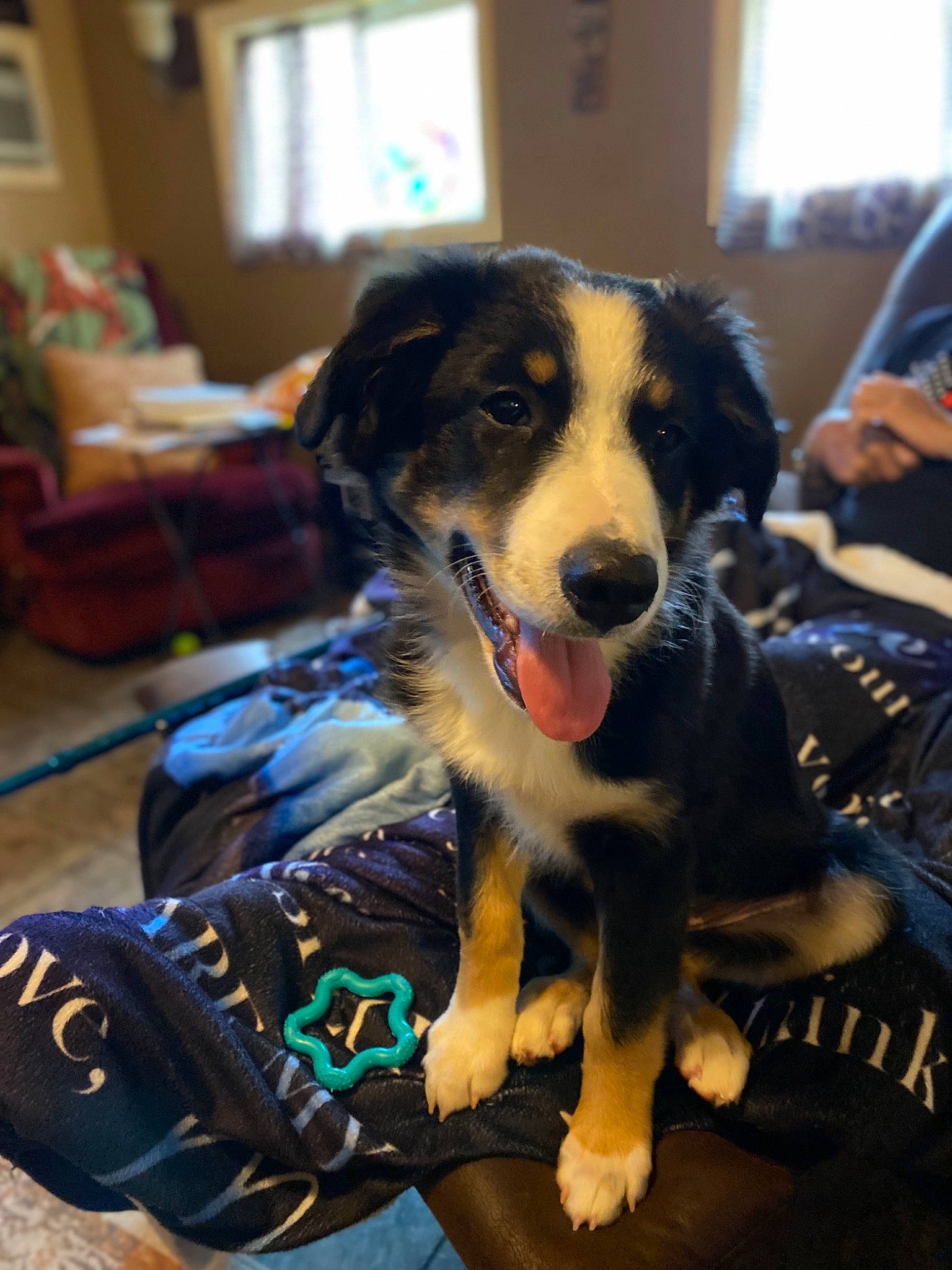 Sam is registered to the contest to win money with this photo: ball, canidae, carnivore, collar, companion_dog, dog, dog_breed, dog_supply, electric_blue, flooring, fur, guard_dog, happy, herding_dog, recreation, snout, sporting_group, whiskers, window, working_dog