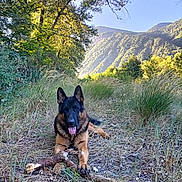 Yukee participe au concours pour gagner de l'argent avec cette photo : animal, blue_sky, branch, canine, dog, forest, german_shepherd, grass, happy, landscape, lying_down, mountain, nature, outdoor, pet, scenic, sunlight, tongue_out, trees, wood