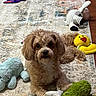dog, plush_toy, rug, floor, wood_floor, indoor, pet, cute, brown_dog, stuffed_animal, yellow_toy, green_toy, relaxed, looking_at_camera, small_dog, toy, living_room, cozy, fluffy, playful