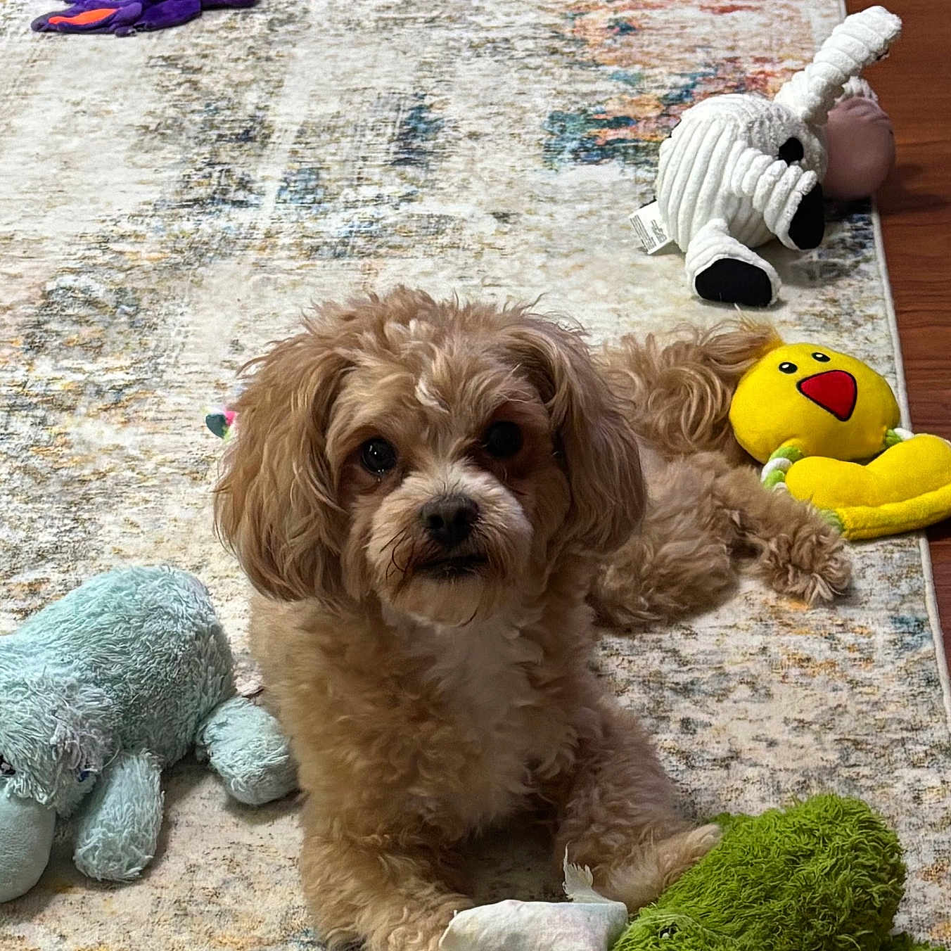 Marley is registered to the contest to win money with this photo: dog, plush_toy, rug, floor, wood_floor, indoor, pet, cute, brown_dog, stuffed_animal, yellow_toy, green_toy, relaxed, looking_at_camera, small_dog, toy, living_room, cozy, fluffy, playful
