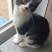 Wilo participe au concours pour gagner de l'argent avec cette photo : cat, kitten, black_and_white, pet, window, indoor, curious, soft_texture, fur, whiskers, ears, sitting, young, animal, domestic, feline, looking_up, head_tilt, gray, perch