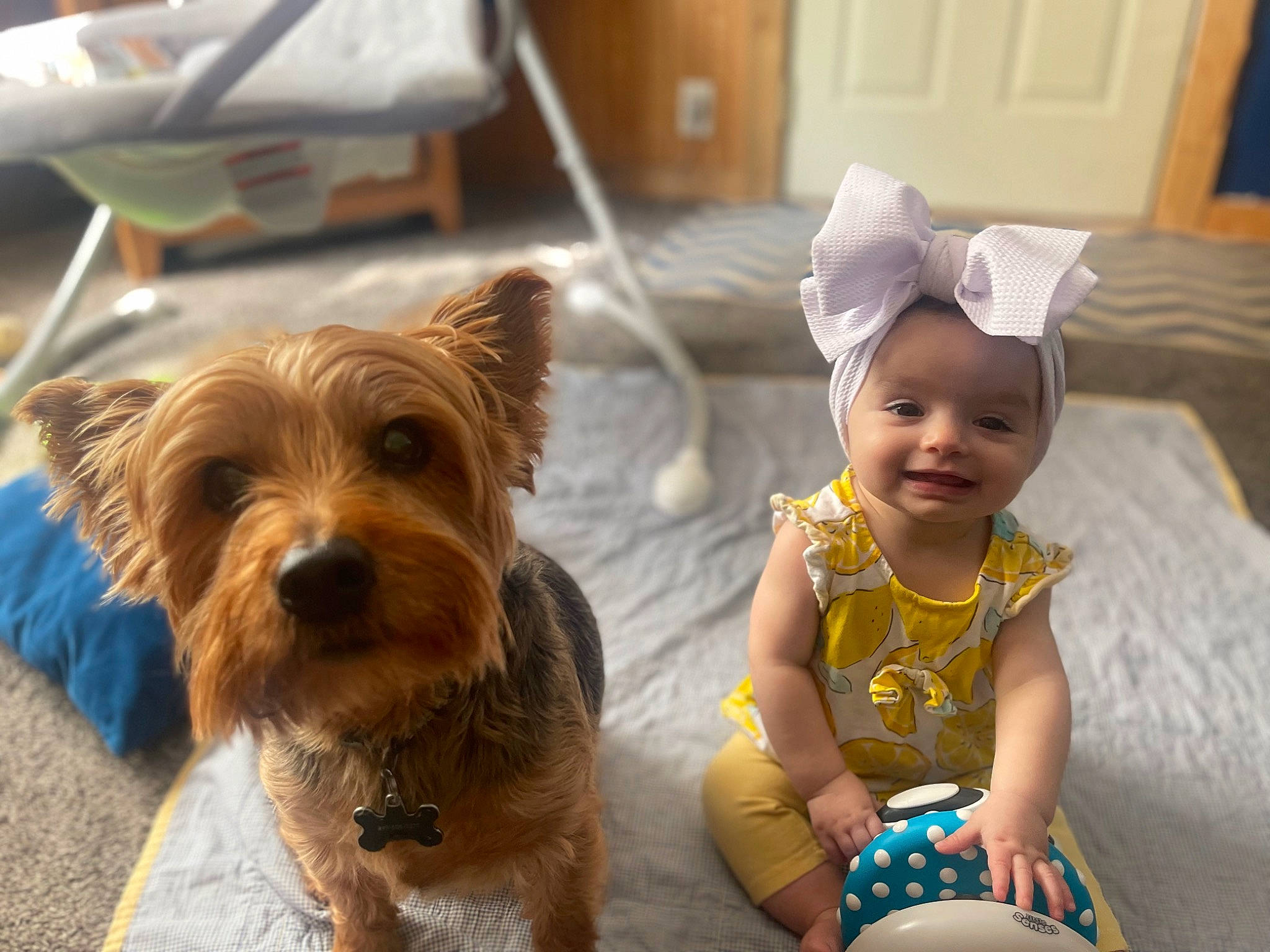 Juniper is registered to the contest to win money with this photo: baby, baby_toddler_clothing, canidae, carnivore, companion_dog, dog, dog_breed, dog_clothes, dog_supply, event, fun, fur, happy, joy, person, small_terrier, smile, snout, sporting_group, toddler