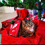 Phoebe joined the competition — help win amazing prizes! cat, tabby, green_eyes, christmas_tree, wrapping_paper, red, gift_bag, carpet, holiday, festive, tree_skirt, present, indoor, pet, cute, feline, whiskers, decorations, celebration, cozy