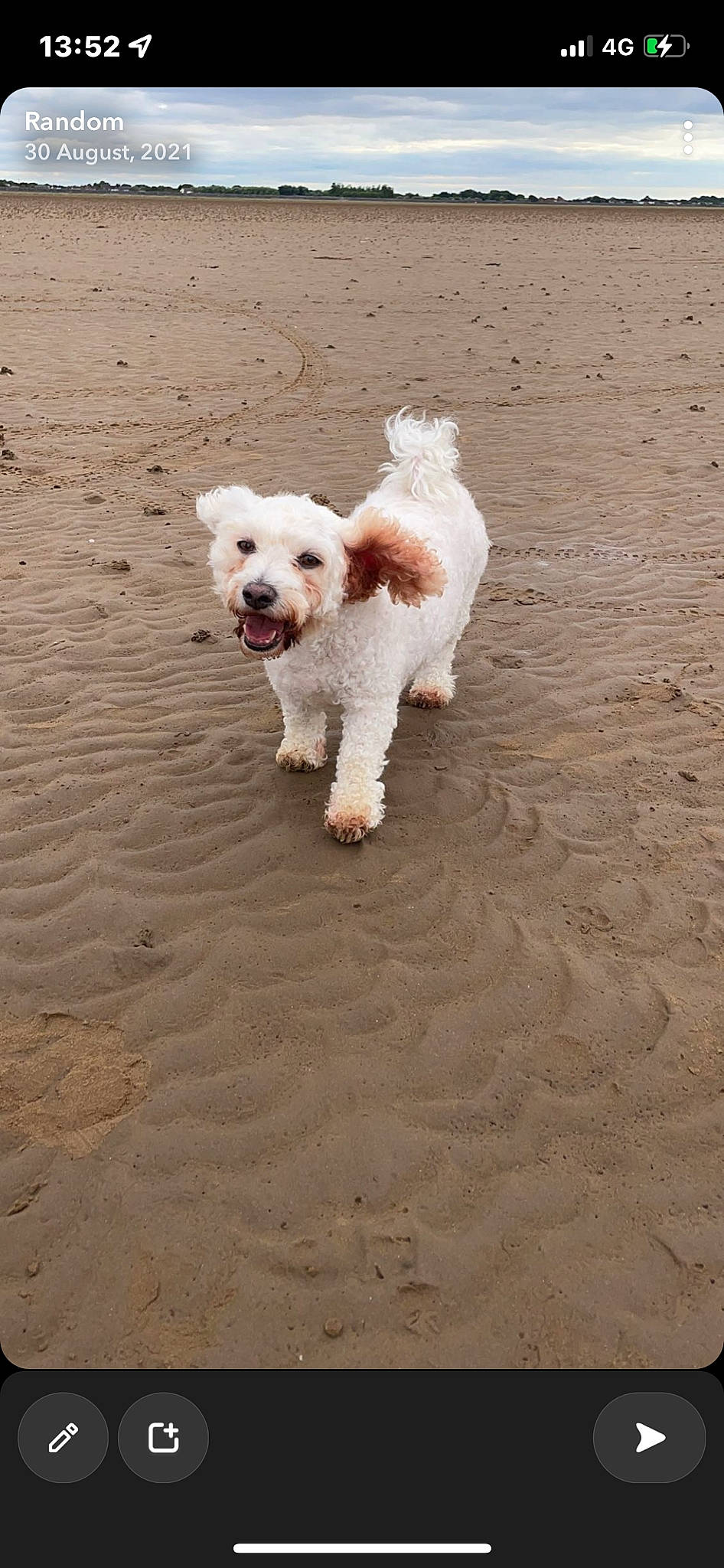 Toby is registered to the contest to win money with this photo: bichon, canidae, carnivore, companion_dog, dog, dog_breed, fawn, landscape, maltepoo, ocean, poodle, poodle_crossbreed, sand, small_terrier, sporting_group, sports_equipment, tail, terrier, toy_dog, working_animal