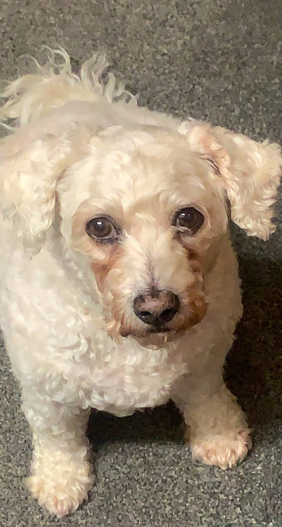 Toby joined the competition — help win amazing prizes! canidae, carnivore, companion_dog, dog, dog_breed, dog_collar, eye, fur, labradoodle, maltepoo, non_sporting_group, puppy, small_terrier, snout, sporting_group, terrier, toy_dog, water_dog, working_animal, yorkipoo