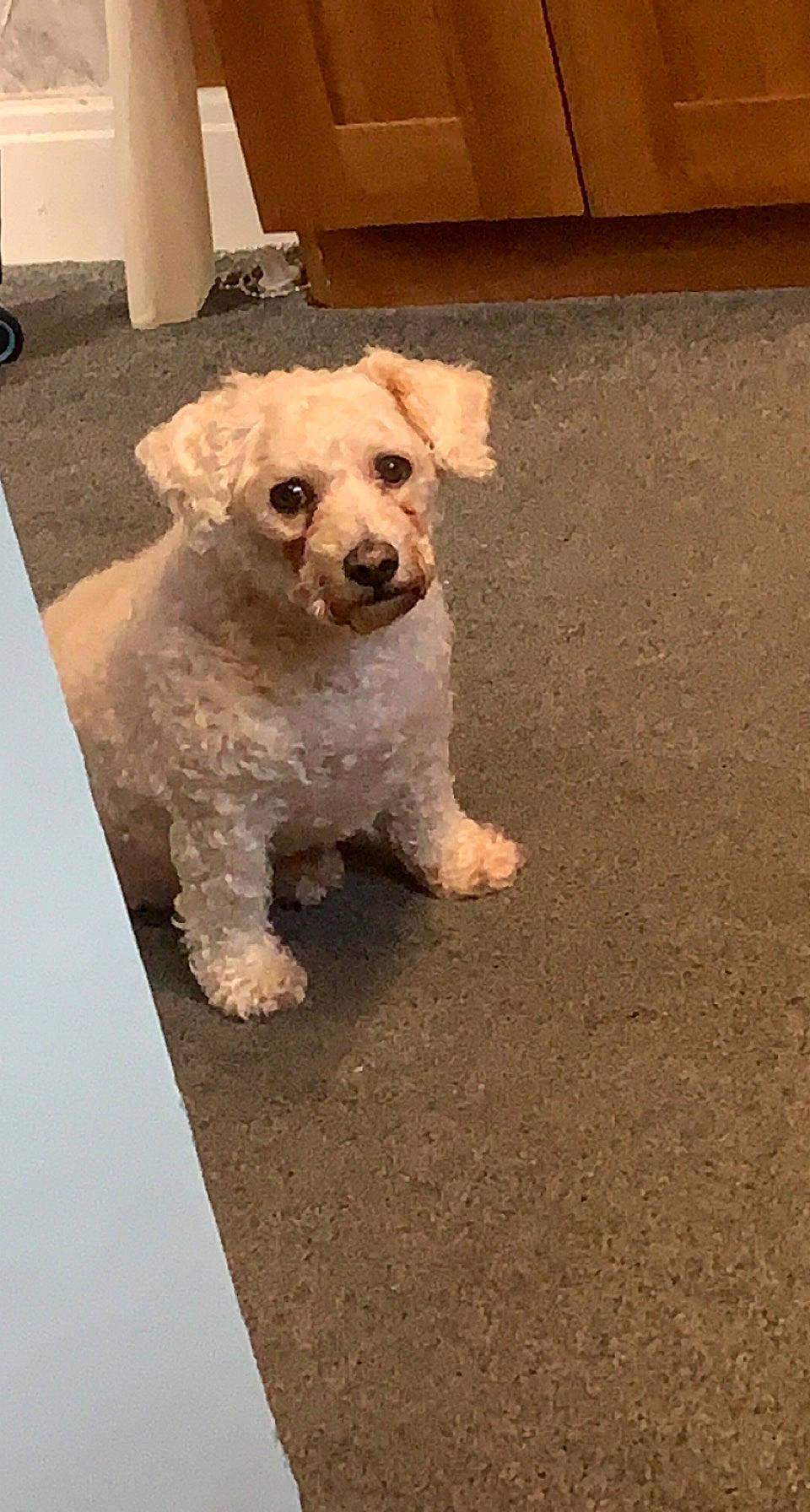 Toby is registered to the contest to win money with this photo: asphalt, canidae, carnivore, cockapoo, companion_dog, dog, dog_breed, dog_collar, flooring, fur, labradoodle, poodle, road_surface, small_terrier, snout, sporting_group, terrier, toy_dog, water_dog, working_animal