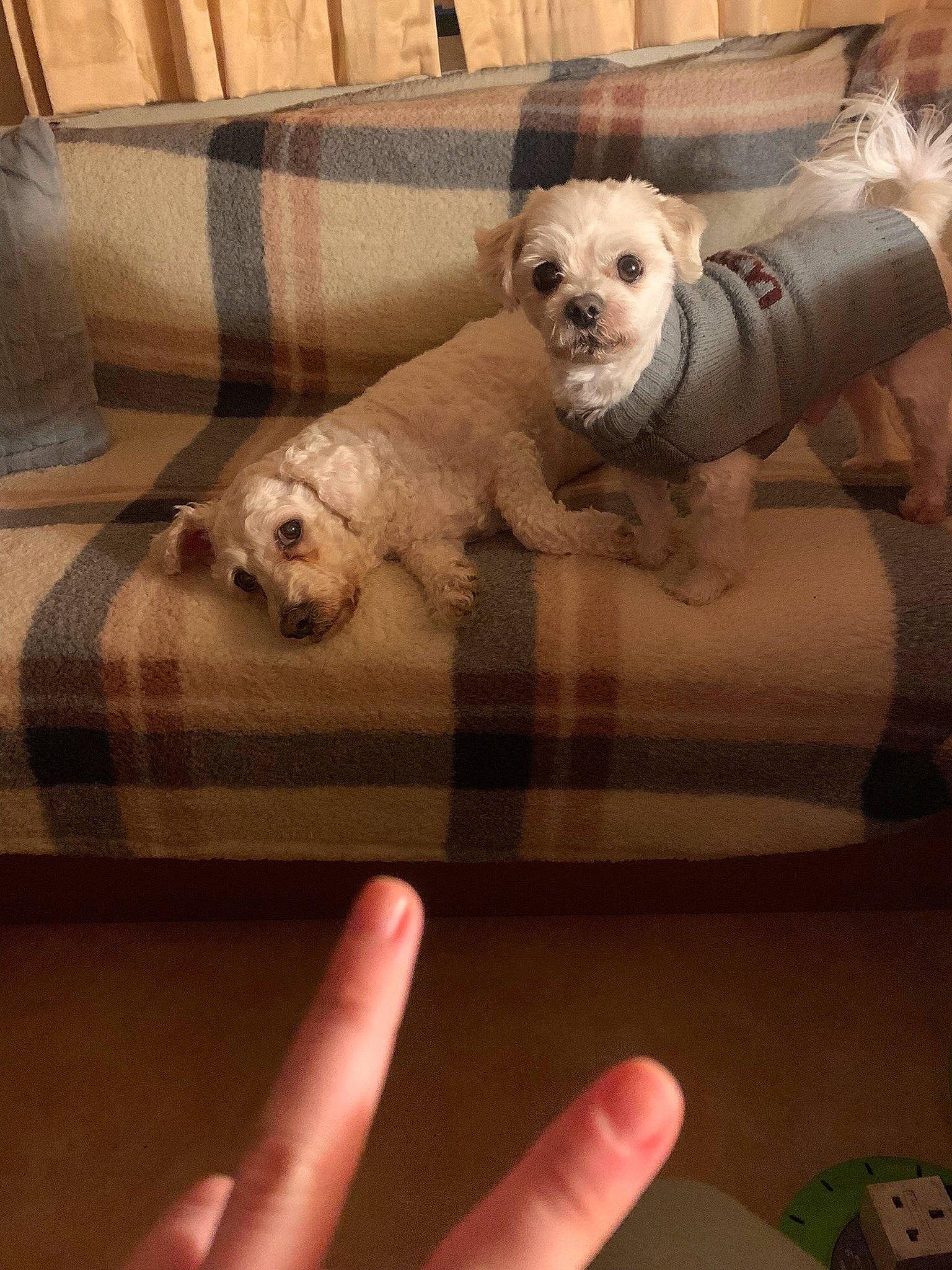 Toby is registered to the contest to win money with this photo: canidae, carnivore, comfort, companion_dog, couch, dog, dog_breed, fawn, finger, flooring, fur, gesture, linens, nail, paw, small_terrier, sporting_group, terrier, thumb, toy_dog