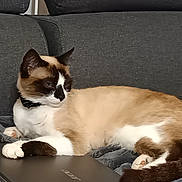 Ulyna a rejoint le concours — aidez-le/la à gagner de superbes lots ! cat, siamese_cat, laptop, blanket, couch, indoor, pet, animal, feline, relaxed, paw, fur, brown, white, black, resting, cozy, looking_away, home, domestic