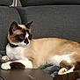cat, siamese_cat, laptop, blanket, couch, indoor, pet, animal, feline, relaxed, paw, fur, brown, white, black, resting, cozy, looking_away, home, domestic