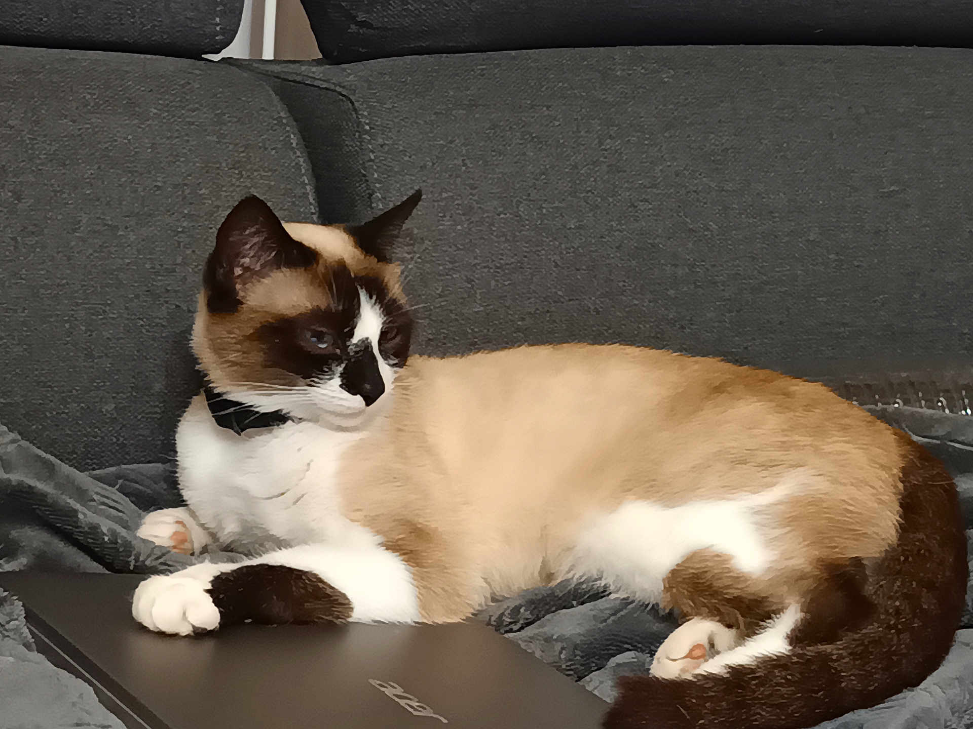 Ulyna a rejoint le concours — aidez-le/la à gagner de superbes lots ! cat, siamese_cat, laptop, blanket, couch, indoor, pet, animal, feline, relaxed, paw, fur, brown, white, black, resting, cozy, looking_away, home, domestic