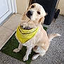 Tyler a rejoint le concours — aidez-le/la à gagner de superbes lots ! dog, golden_retriever, yellow_bandana, pet, outdoor, grass_patch, door, trash_bin, curious, sitting, fur, canine, animal, companion, waiting, portrait, domestic, friendly, cute, looking_up
