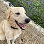 dog, golden_retriever, puppy, happy, smiling, tongue_out, outdoor, gravel, stone_wall, flowers, purple_flowers, greenery, collar, pet, canine, fur, animal, nature, garden, cute