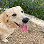 dog, canine, tongue_out, happy, outdoor, gravel, flower, purple_flower, fence, stone_wall, pet, mammal, closeup, animal, cute, fur, nature, looking_up, friendly, playful