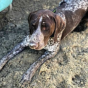 Ranger is registered to the contest to win money with this photo: dog, animal, outdoor, sand, brown, white, speckled, canine, lying_down, collar, dirt, pet, closeup, fur, snout, ears, nature, resting, paw, muzzle