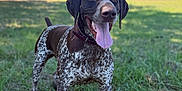 Ranger is registered to the contest to win money with this photo: dog, canine, grass, outdoor, nature, animal, pet, tongue, happy, speckled_coat, brown, white, collar, ears, daylight, field, muzzle, standing, trees, sky