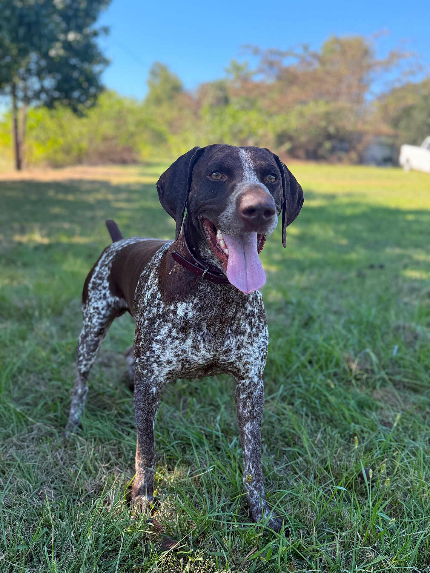 Ranger is registered to the contest to win money with this photo: dog, canine, grass, outdoor, nature, animal, pet, tongue, happy, speckled_coat, brown, white, collar, ears, daylight, field, muzzle, standing, trees, sky