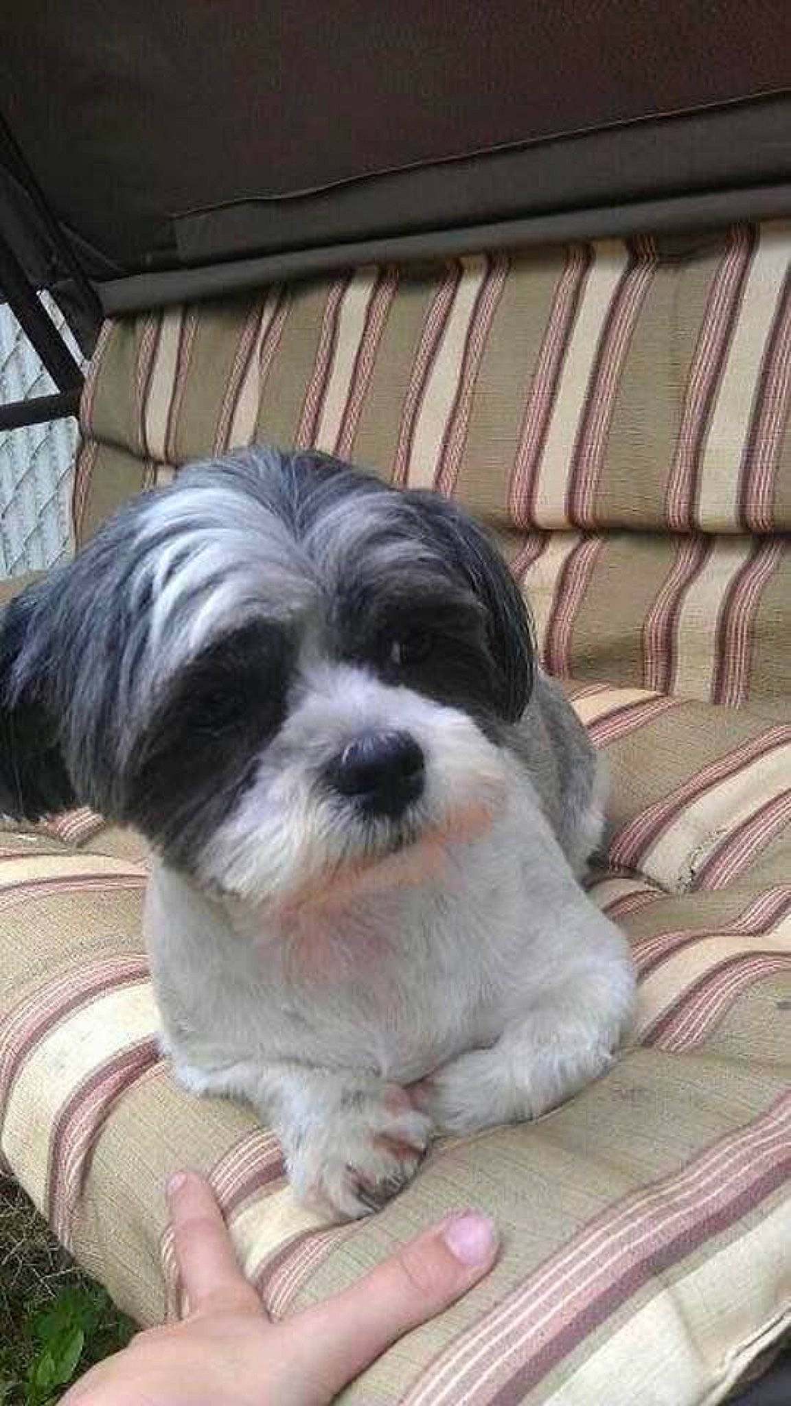 Sophie joined the competition — help win amazing prizes! canidae, carnivore, companion_dog, dog, dog_breed, fur, liver, maltepoo, non_sporting_group, puppy, shih_tzu, small_terrier, sporting_group, terrestrial_animal, terrier, toy_dog, water_dog, working_animal