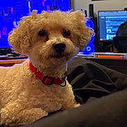 Louie is registered to the contest to win money with this photo: animal, blanket, computer_screen, cozy, curly_fur, cute, desk, dog, framed_picture, furniture, home, indoor, living_room, monitor, pet, red_collar, relaxed, small_dog, technology, wall