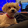 animal, blanket, computer_screen, cozy, curly_fur, cute, desk, dog, framed_picture, furniture, home, indoor, living_room, monitor, pet, red_collar, relaxed, small_dog, technology, wall