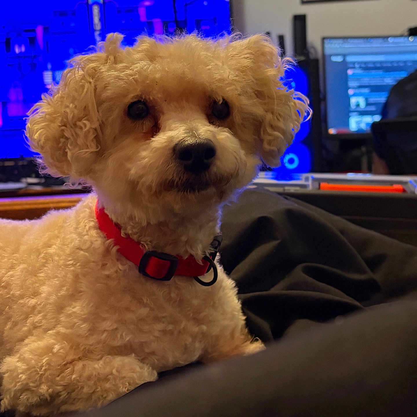 Louie