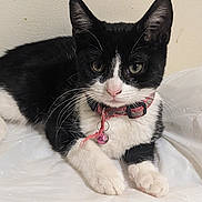 Stacy is registered to the contest to win money with this photo: animal, bell, black_and_white, cat, close_up, collar, curious, cute, domestic_cat, ears, feline, fur, indoor, lying_down, paws, pet, portrait, resting, whiskers, young_cat