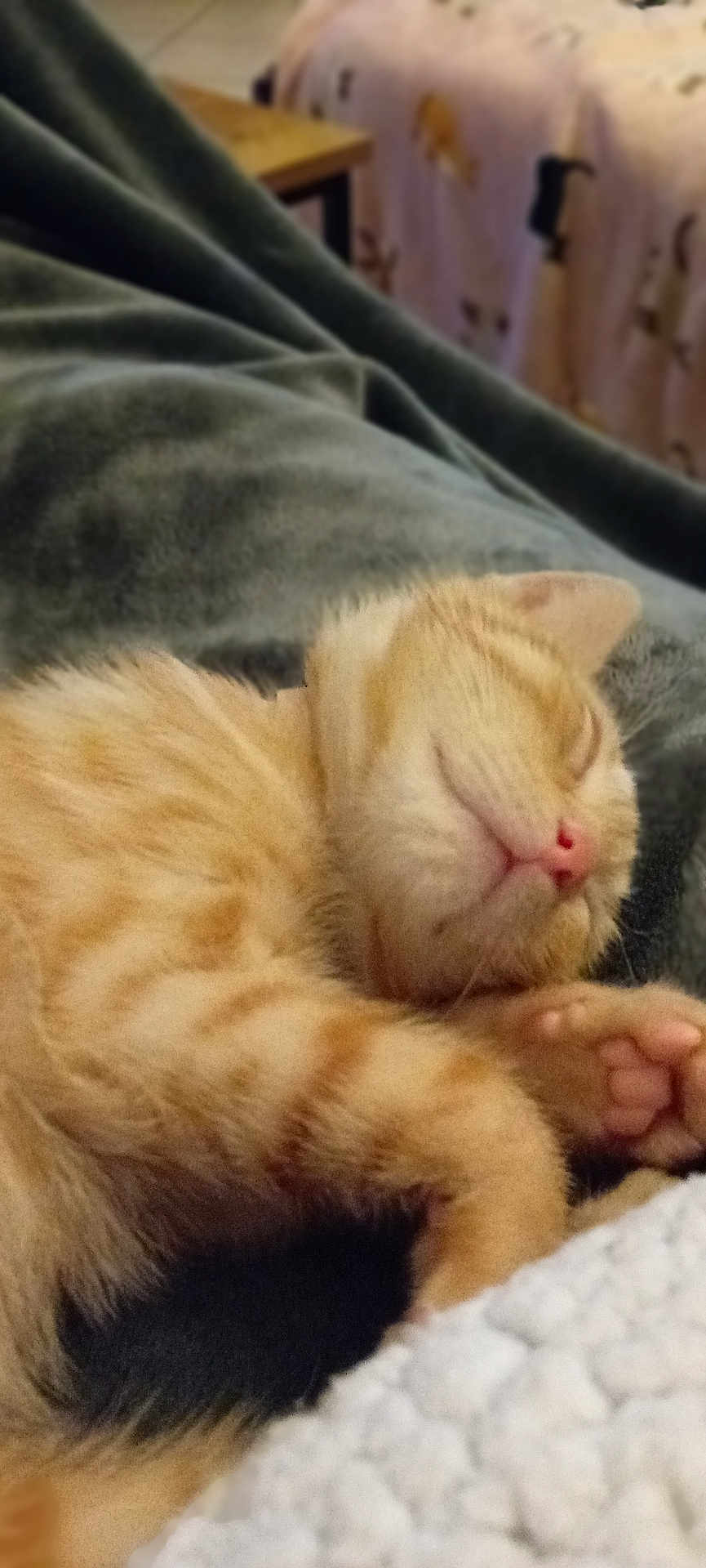 Pop Corn participe au concours pour gagner de l'argent avec cette photo : cat, kitten, sleeping, orange_tabby, paw, blanket, cozy, nap, fur, indoor, closeup, cute, pet, relaxation, resting, soft, domestic_animal, whiskers, sleep, feline