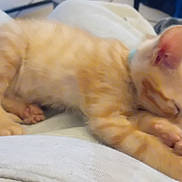 Pop Corn participe au concours pour gagner de l'argent avec cette photo : kitten, cat, sleeping, orange_tabby, pet, cozy, cute, fur, animal, domestic_cat, resting, closeup, indoor, nap, young_cat, whiskers, soft, paw, feline, adorable