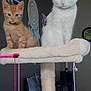 cat, kitten, orange_tabby, white_cat, black_markings, cat_tree, toy, hanging_toy, indoor, living_room, cushion, wall_decor, pet, feline, cute, animal, domestic_animal, playful, perched, cozy