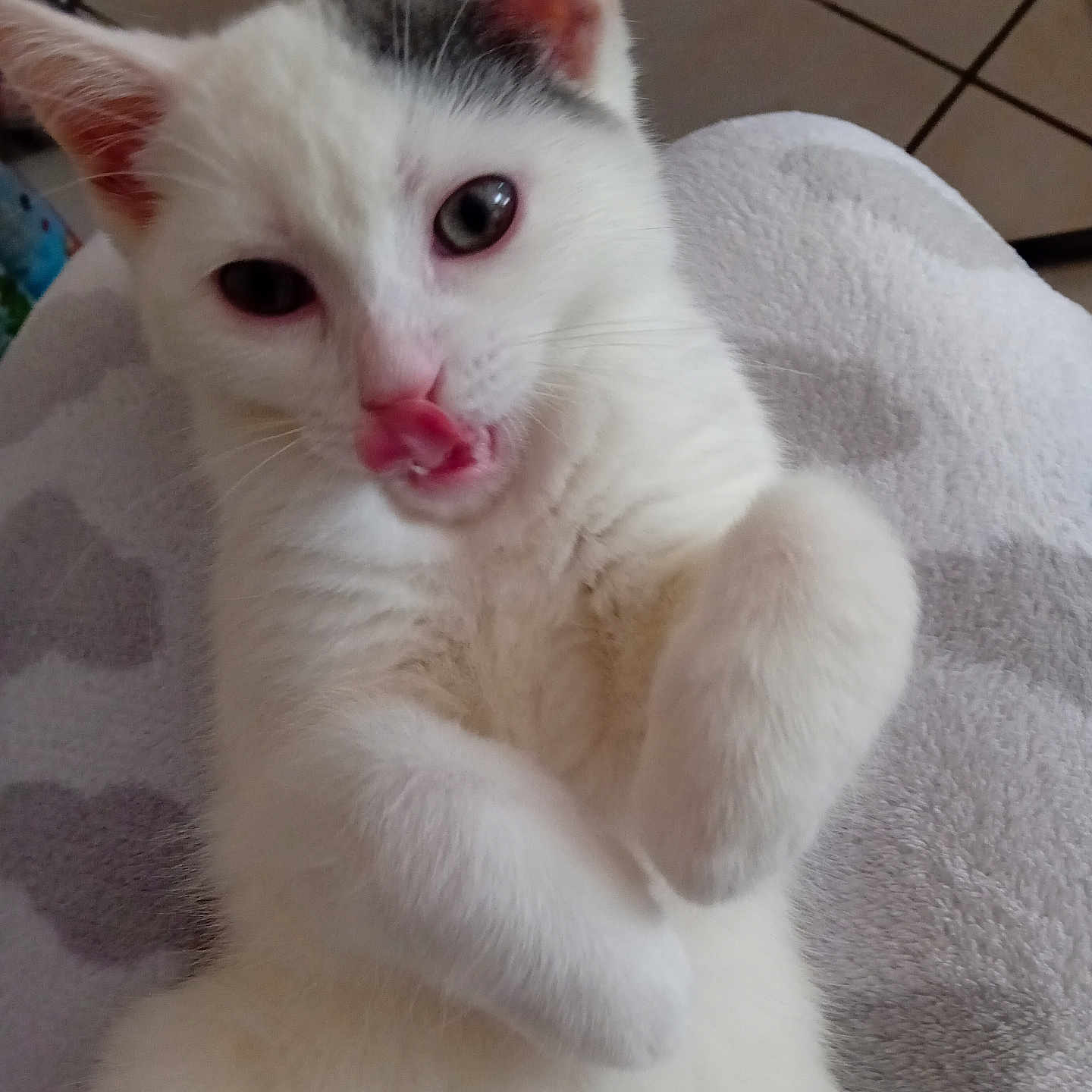Bridi