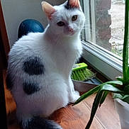Bridi a rejoint le concours — aidez-le/la à gagner de superbes lots ! cat, white_cat, black_spots, windowsill, wooden_surface, potted_plant, window, indoor, curious, pet, animal, fur, tail, plant, nature, brick_wall, greenery, house, domestic, sitting