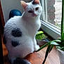 cat, white_cat, black_spots, windowsill, wooden_surface, potted_plant, window, indoor, curious, pet, animal, fur, tail, plant, nature, brick_wall, greenery, house, domestic, sitting