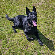 Legend is registered to the contest to win money with this photo: dog, black_dog, grass, outdoor, tongue, happy, pet, canine, collar, laying_down, sunlight, animal, nature, playful, summer, daytime, mammal, ears_up, friendly, cute