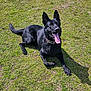 dog, black_dog, grass, outdoor, tongue, happy, pet, canine, collar, laying_down, sunlight, animal, nature, playful, summer, daytime, mammal, ears_up, friendly, cute