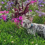 Silver participe au concours pour gagner de l'argent avec cette photo : dog, french_bulldog, flower_garden, grass, greenery, purple_flowers, pink_flowers, white_flowers, stone_wall, nature, outdoor, pet, animal, leash, summer, colorful, cute, alert, spotted_coat, garden