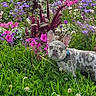 dog, french_bulldog, flower_garden, grass, greenery, purple_flowers, pink_flowers, white_flowers, stone_wall, nature, outdoor, pet, animal, leash, summer, colorful, cute, alert, spotted_coat, garden