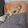 Silver participe au concours pour gagner de l'argent avec cette photo : dog, pet, bed, blanket, cushion, tile_floor, relaxed, indoor, small_dog, resting, furniture, cozy, cute, lying_down, domestic_animal, canine, fur, paw, sleeping, animal