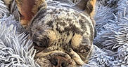 Silver participe au concours pour gagner de l'argent avec cette photo : dog, french_bulldog, merle, sleepy, blanket, fluffy, pet, animal, resting, cozy, outdoor, furniture, woven_chair, closeup, snout, ears, fur, portrait, relaxed, companion