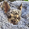 dog, french_bulldog, merle, sleepy, blanket, fluffy, pet, animal, resting, cozy, outdoor, furniture, woven_chair, closeup, snout, ears, fur, portrait, relaxed, companion