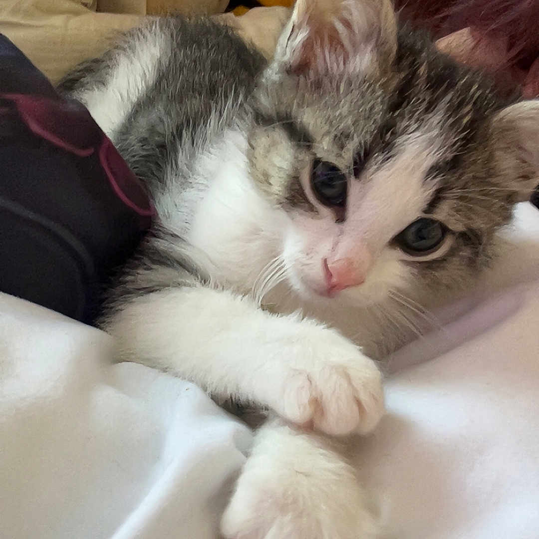 Rio participe au concours pour gagner de l'argent avec cette photo : abyssinian, animal, bed, blanket, cat, couch, cushion, face, furniture, head, homedecor, indoors, kitten, manx, person, pet, photography, plush, sleeping, toy