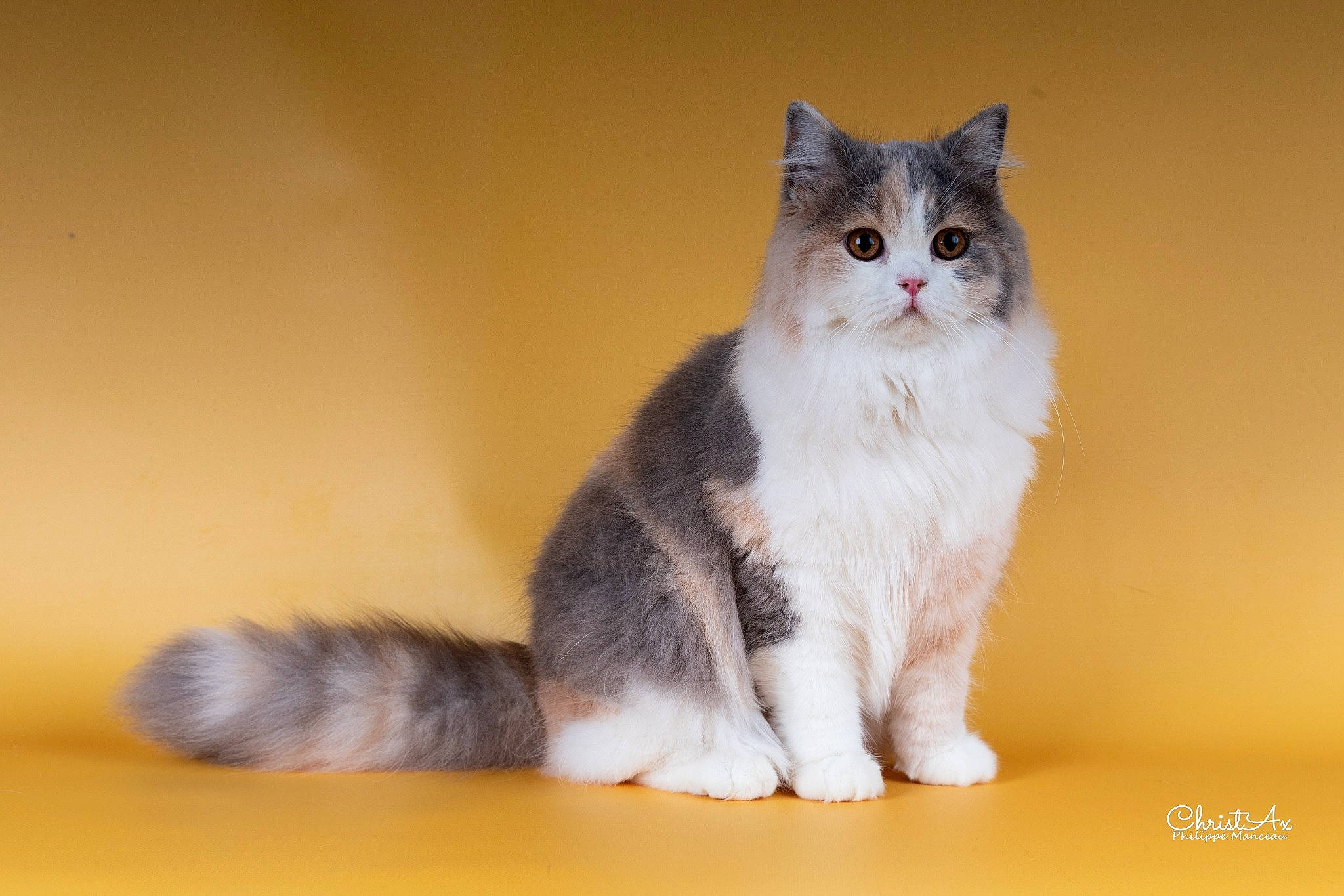 Sacha participe au concours pour gagner de l'argent avec cette photo : carnivore, cat, domestic_short_haired_cat, felidae, fur, paw, sitting, small_to_medium_sized_cats, tail, whiskers, window