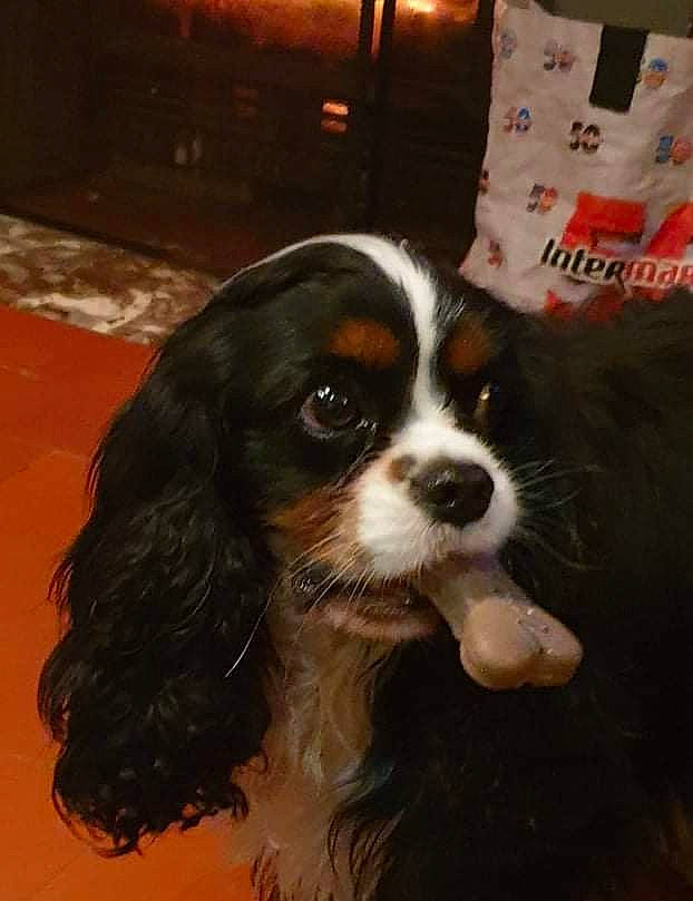 R'Nest a rejoint le concours — aidez-le/la à gagner de superbes lots ! canidae, carnivore, cavalier_king_charles_spaniel, companion_dog, dog, dog_breed, fur, king_charles_spaniel, liver, pillow, plastic_bag, snout, spaniel, sporting_group, terrestrial_animal, throw_pillow, toy_dog, whiskers, working_animal, working_dog