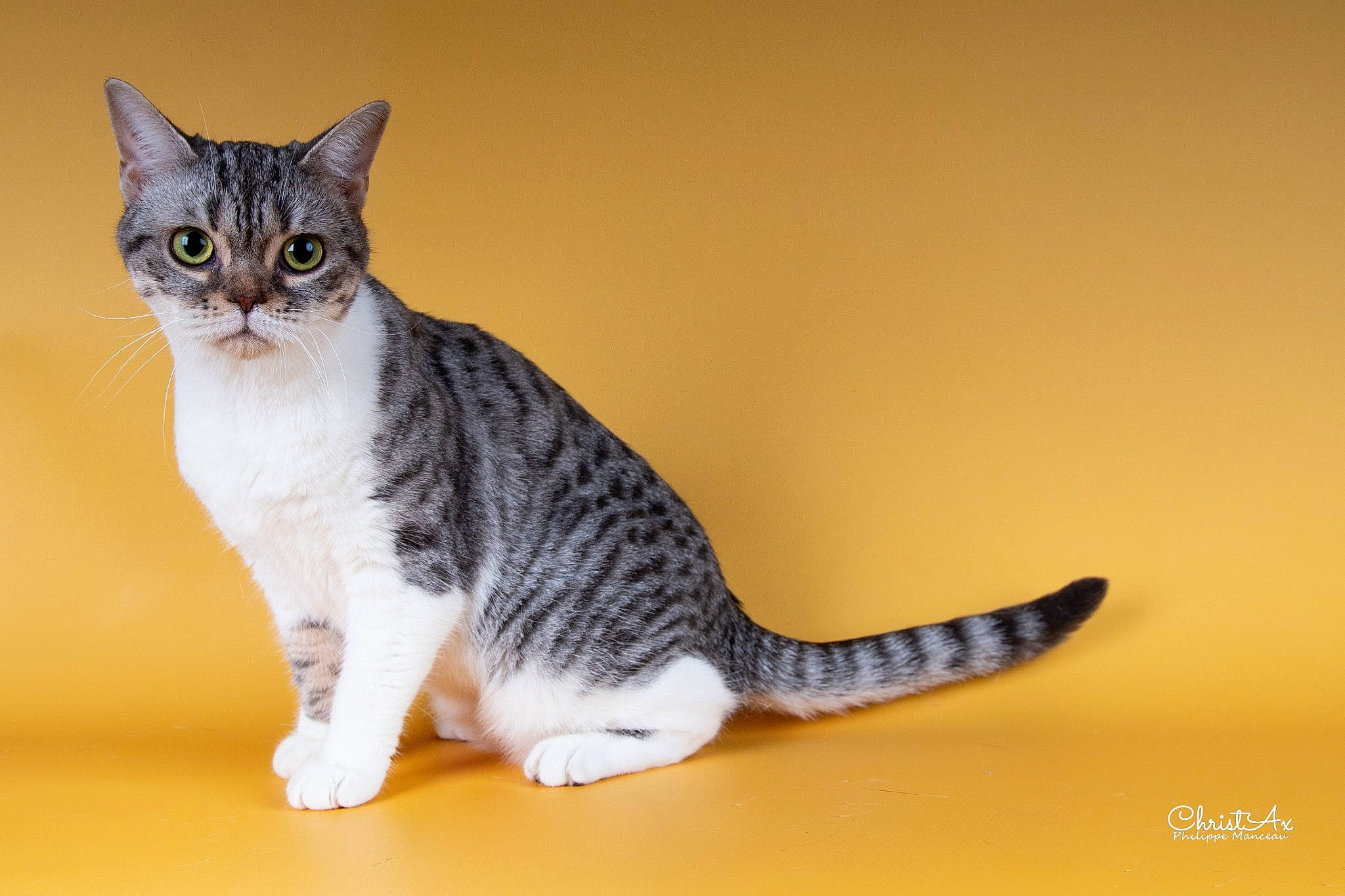 Replay a rejoint le concours — aidez-le/la à gagner de superbes lots ! carnivore, cat, domestic_short_haired_cat, felidae, fur, grey, paw, sitting, small_to_medium_sized_cats, snout, tail, terrestrial_animal, toy, whiskers, wood