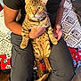 Louie joined the competition — help win amazing prizes! cat, tabby_cat, pet, animal, person, holding, lap, indoor, furniture, blanket, pattern, clothing, brown, eyes, ears, whiskers, floor, sitting, collar, hand