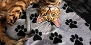Louie joined the competition — help win amazing prizes! cat, feline, pet, animal, spotted, tabby, blanket, paw_prints, lying_down, upside_down, stretching, cozy, indoor, fur, whiskers, ears, tail, black, grey, red