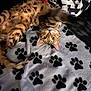 cat, feline, pet, animal, spotted, tabby, blanket, paw_prints, lying_down, upside_down, stretching, cozy, indoor, fur, whiskers, ears, tail, black, grey, red